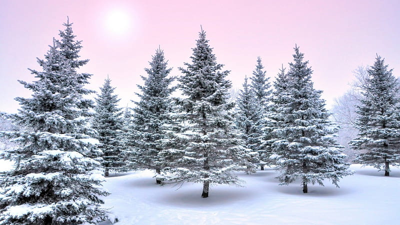 pink sky over evergreen forest in winter, forest, sun, sky, pink, winter, HD wallpaper