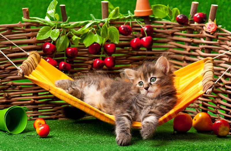 Lazy day, fence, fluffy, kitty, fruits, cherries, bonito, adorable, hammock, cat, sweet, cute, pet, leaves, lazy, day, kitten, HD wallpaper