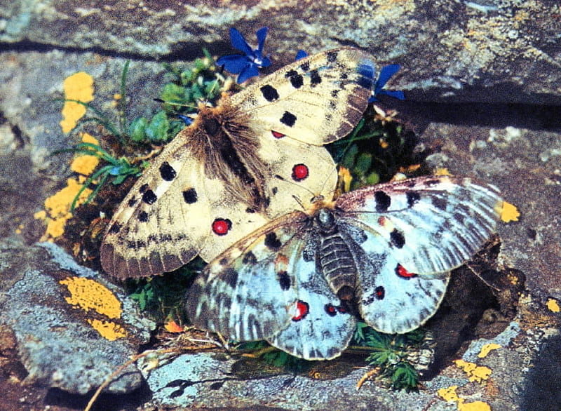 Parnassius apollo, butterflies, zoology, insecta, entomology, HD wallpaper