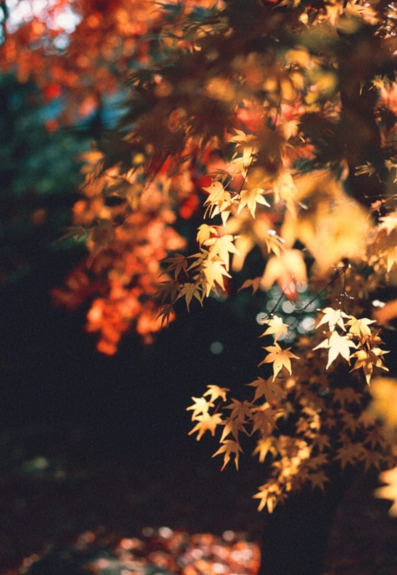 Hello Fall, background, colors, leaves, orange, season, trees, HD phone wallpaper