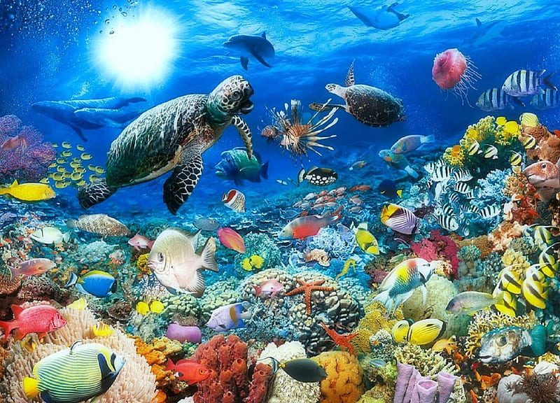 ★Beneath The Sea★, corals, sea life, oceans, panoramic view, bonito, seasons, paintings, dolphins, bright, scenery, animals, turtles, underwater, fishes, colors, love four seasons, creative pre-made, undersea, paradise, summer, nature, HD wallpaper