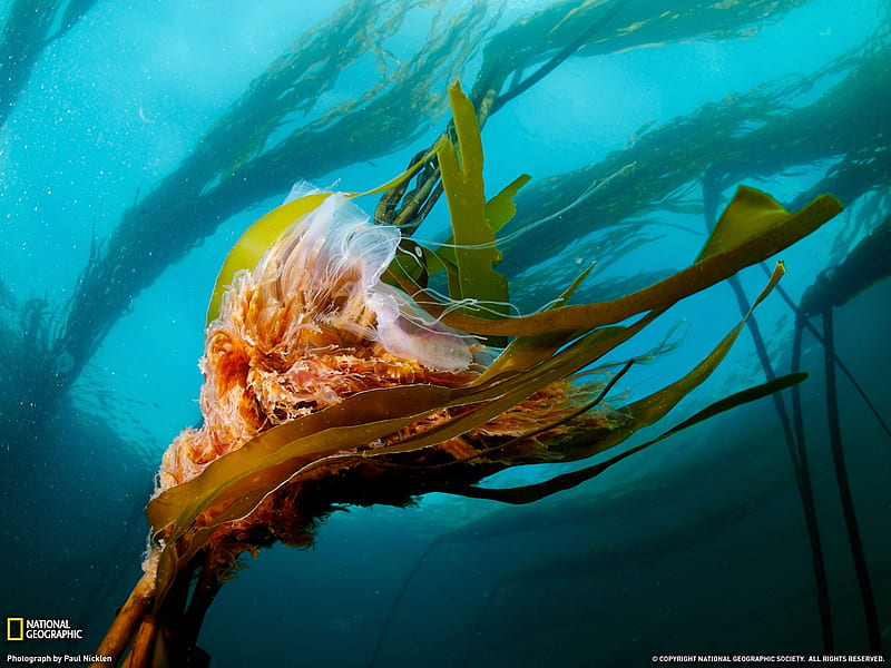 Lion Mane Jellyfish - National Geographic selected, HD wallpaper