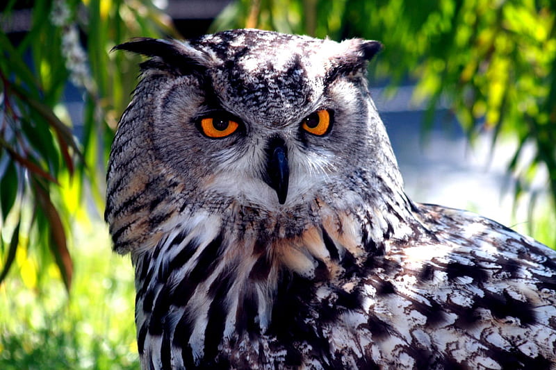 Owl watching, nature, raptor, eyes, night, HD wallpaper
