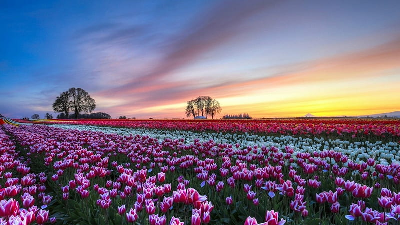 Field of tulips, dawn, purple, beauty, nature, fields, tulips, landscape, HD wallpaper