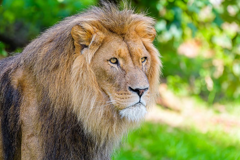 african lion, lion, predator, big cat, animal, wildlife, HD wallpaper