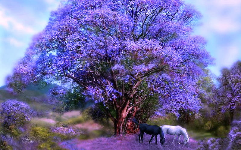 Jacaranda tree., white and black horses, purple flowers, blue sky, wonderful view, jacaranda tree, HD wallpaper