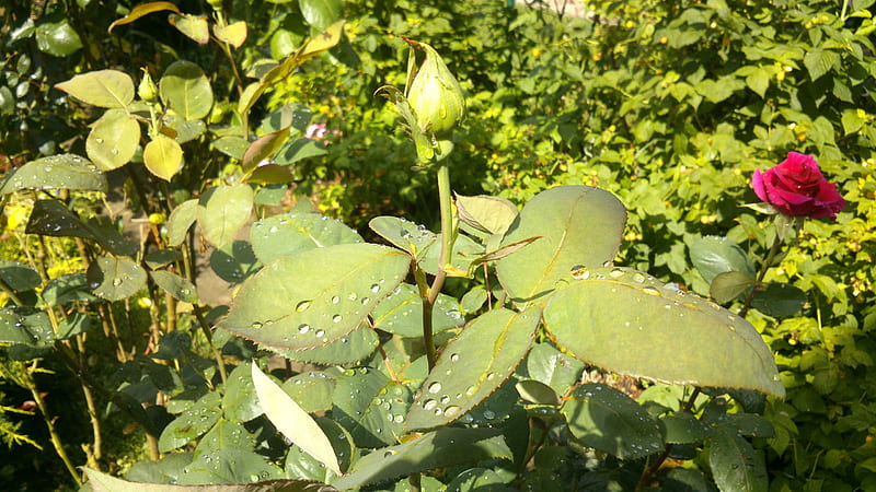 The Unopened, Nature, summer time, graphy, Waterdrops, Flowers, ytime, Flower, Branches, Plants, Sunny, Plant, Raindrops, Sunlight, Thorns, Snapshot, Thorn, Summer, Leafs, Living Nature, Sunshine, Spring, Waterpearls, Day, unopened, Daytime, Rose, Leaves, Branch, Garden, Green, graph, Sun, Sunray, Leaf, HD wallpaper