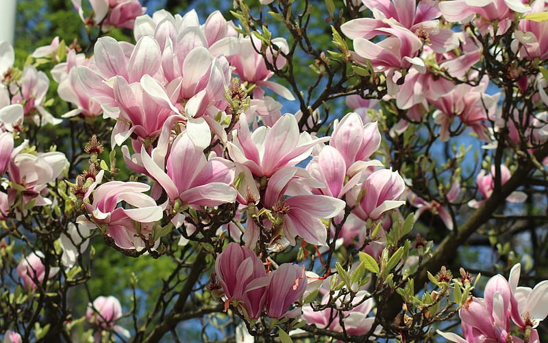 Magnolia, tree, blossoms, spring, pink, HD wallpaper
