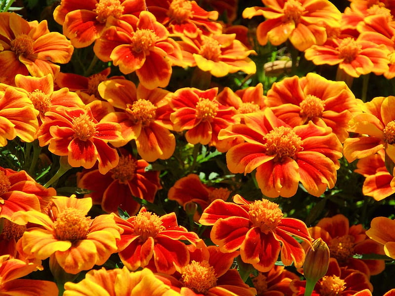 MARIGOLDS, COLORS, LEAVES, NATURE, PETALS, HD wallpaper