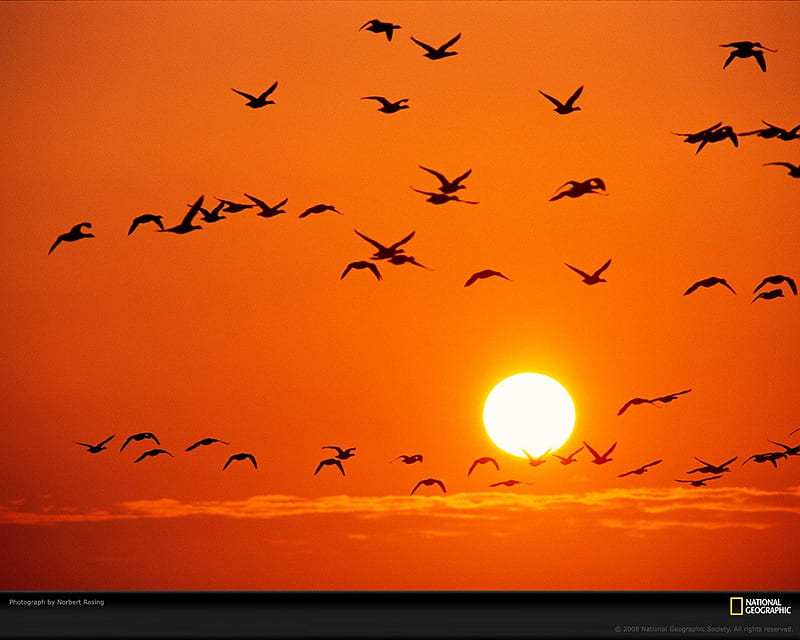 orange birds, flock of brids, sunset flite, HD wallpaper