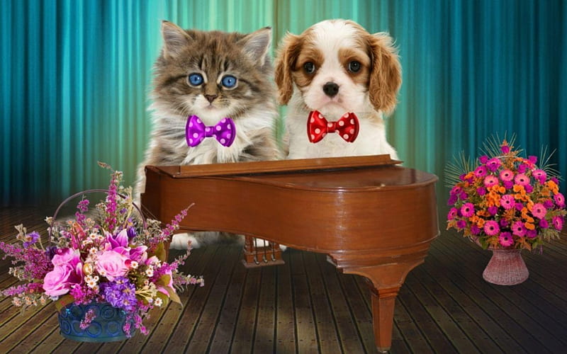 Cute pianists, red, bow, animal, instrument, pink, couple, pisica, dog, puppy, luminos, caine, cat, piano, cute, flower, funny, kitten, white, HD wallpaper