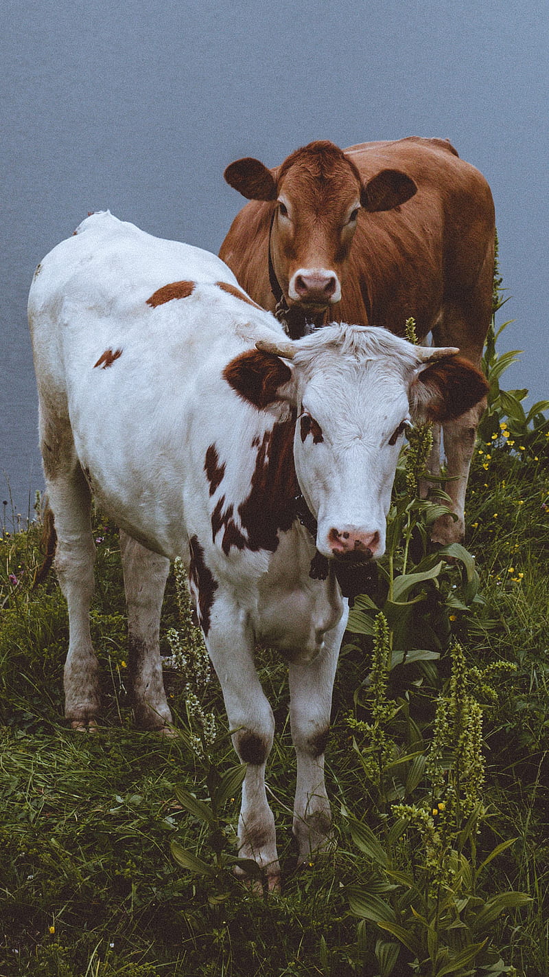 Moo, animals, cloudy, cow, cows, nature, pets, spring, summer, HD phone wallpaper