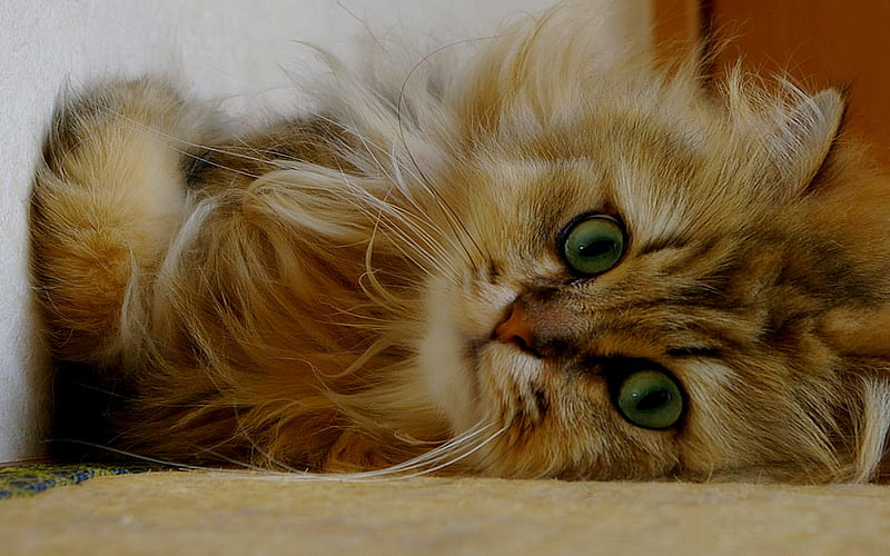 CUDDLY KITTY, cute, feline, brown, fluffy, kitten, cuddly, HD wallpaper