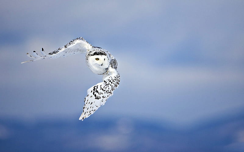 owl birds sky flying predator-Animal, HD wallpaper