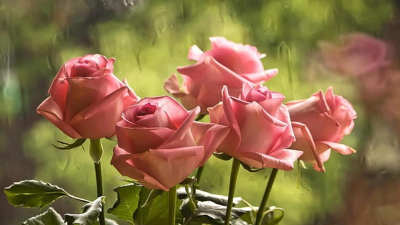 Five Pink Roses, drops, roses, five, glass, leaves, love, nature, rain, pink, HD wallpaper