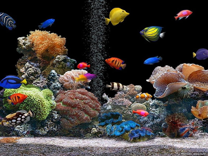 AQUARIUM JEWELS, water creatures, fishes, colourful, coral, sea, aquariums, marine, decorative, animals, HD wallpaper
