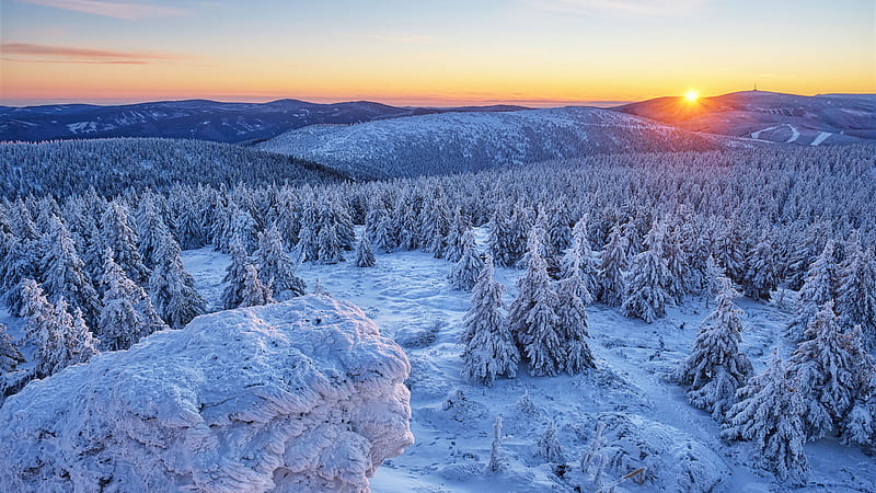 Snow Covered Trees With Snow Field Background Of Sunset Winter, HD wallpaper