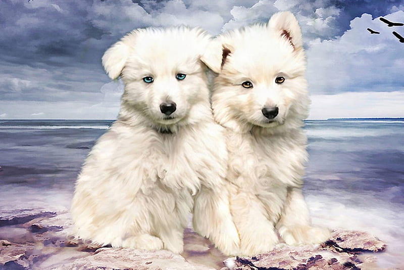 A day at the beach..., beach, clouds, dogs, puppy, HD wallpaper