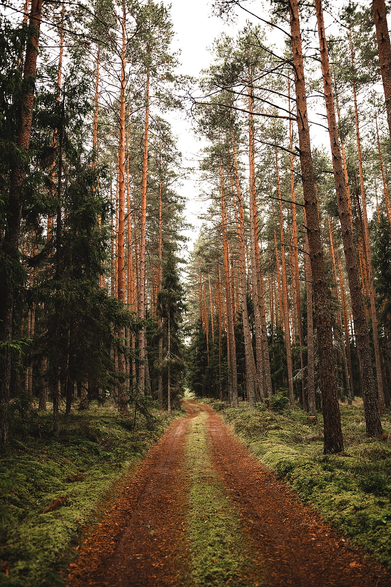 pine, road, forest, trees, HD phone wallpaper