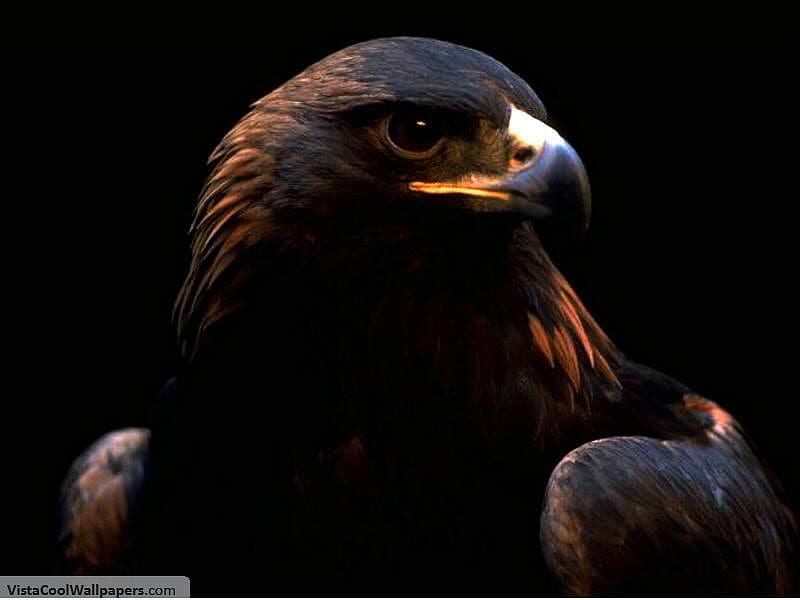 eagle, claws, black, beak, sky, HD wallpaper