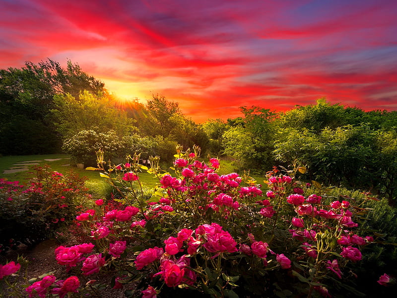 Pink roses at sunrise, rural, countryside, sunsrise, bonito, morning, pink, roses, light, summer, HD wallpaper