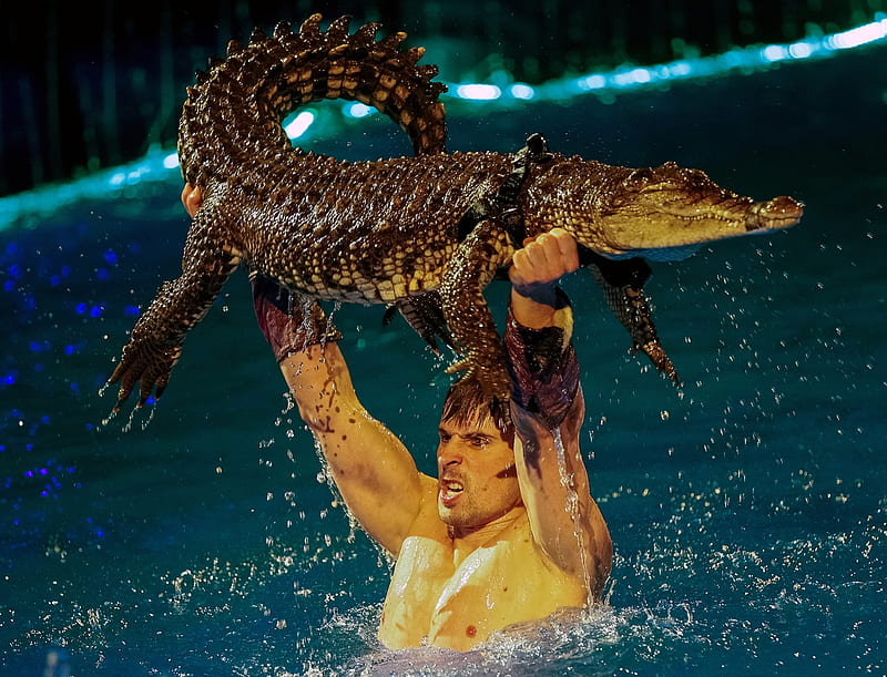 Crocodile and tamer, Kiev, Feb 16 2017, Crocodile, National circus, Ukraine, Tamer, Perform, HD wallpaper