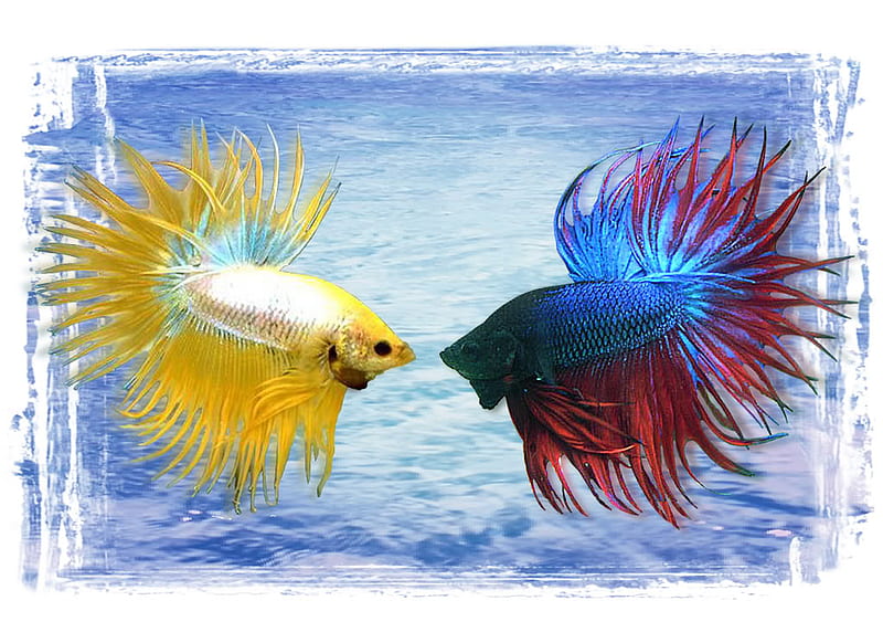 fighting beta fish, red, fish, beta, yellow, white, blue, HD wallpaper