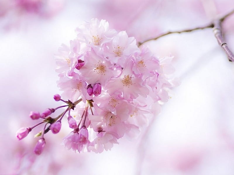 Cherry Branch, flowers, spring, pink, cherry, HD wallpaper | Peakpx