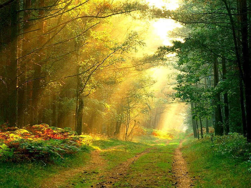 SUNRAYS IN THE FOREST, forest, sun, green, rays, plants, flowers, path, morning, HD wallpaper