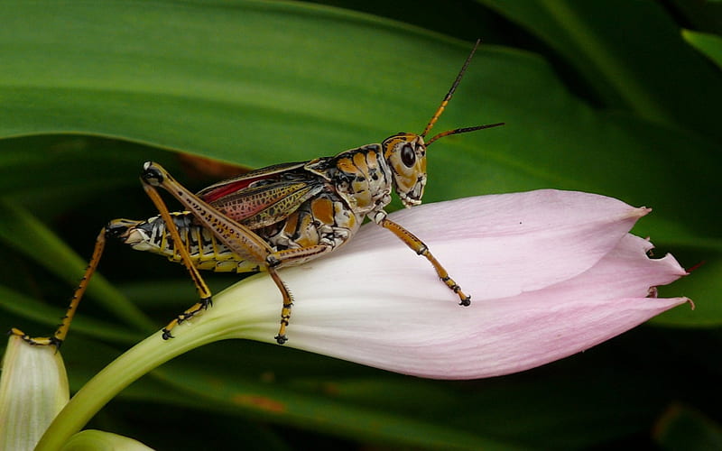 Locust, grasshopper, flower, food, HD wallpaper