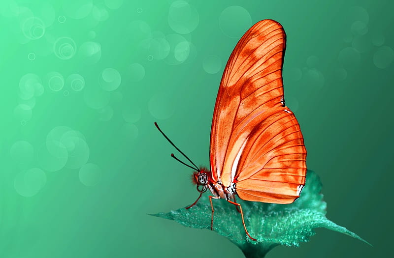 Butterfly, green, orange, mustafa ozturk, fluture, insect, HD wallpaper
