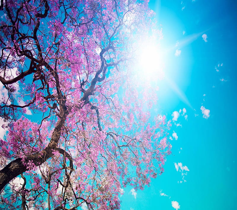 Spring Nature Pink Tree Hd Wallpaper Peakpx