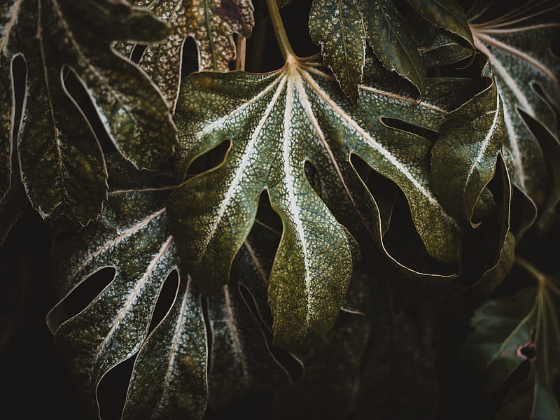 leaf, plant, carved, green, macro, closeup, HD wallpaper