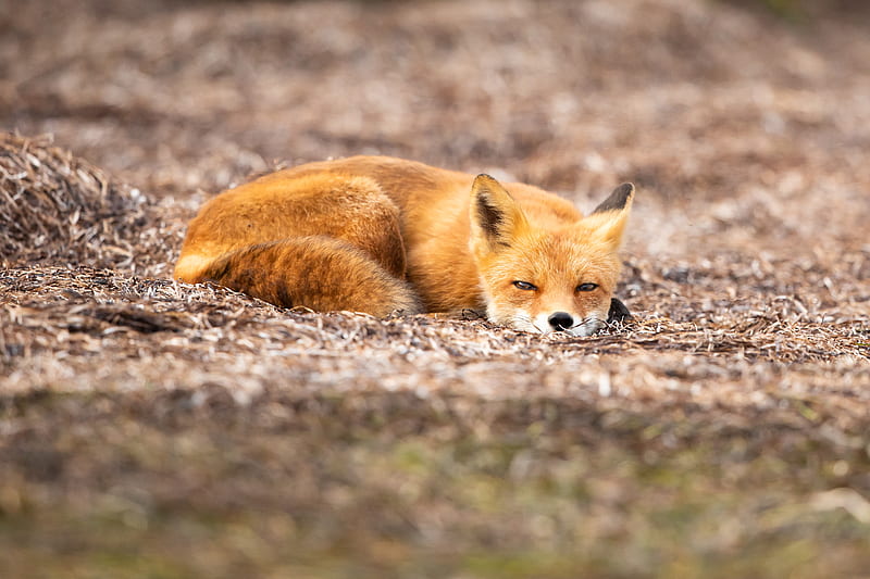 fox, animal, red, wildlife, HD wallpaper