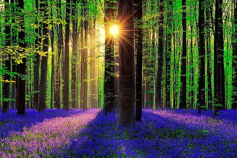 Forest sunlight, glow, sun, woods, sunbeams, carpet, wildflowers, flowers, morning, light, blue, forest, sunlight, trees, rays, summer, sunshine, nature, branches, HD wallpaper