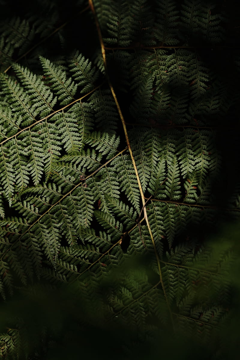 fern, leaves, plant, leaf, HD phone wallpaper