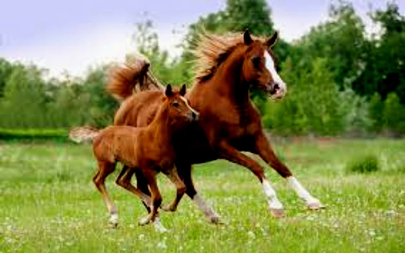 Twin Colts And Mare Horse, Colts, Horse, Twin, Mare, HD wallpaper