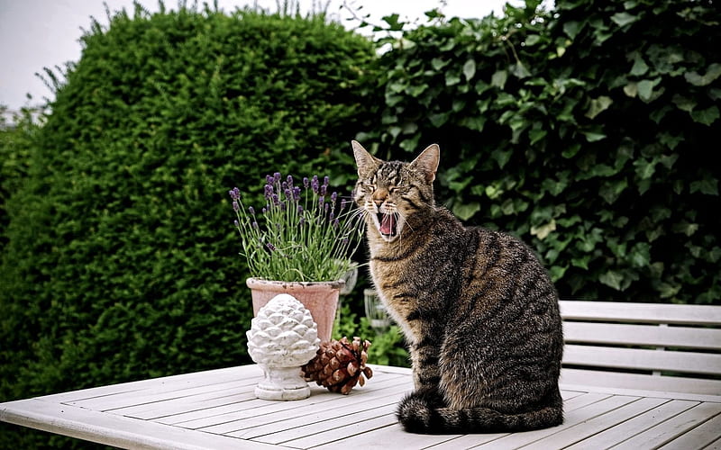 cat, home pet, yawns, HD wallpaper