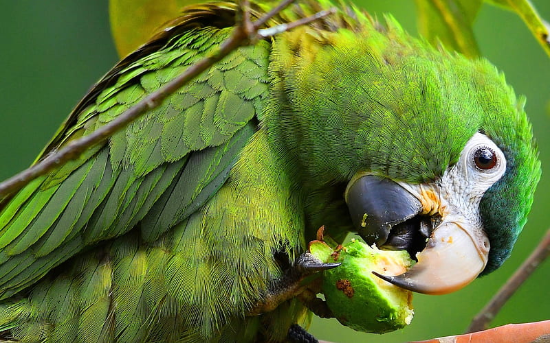 green macaw, large green parrot, rainforest, beautiful birds, HD wallpaper