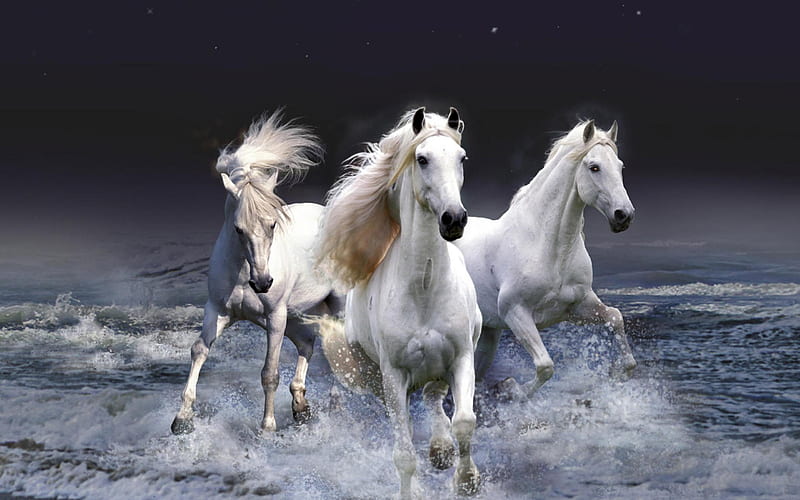 White horses-Animal graphy, HD wallpaper