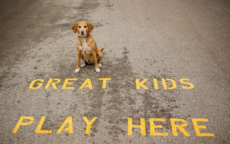 Friendly dog, kid, road, play, dog, HD wallpaper