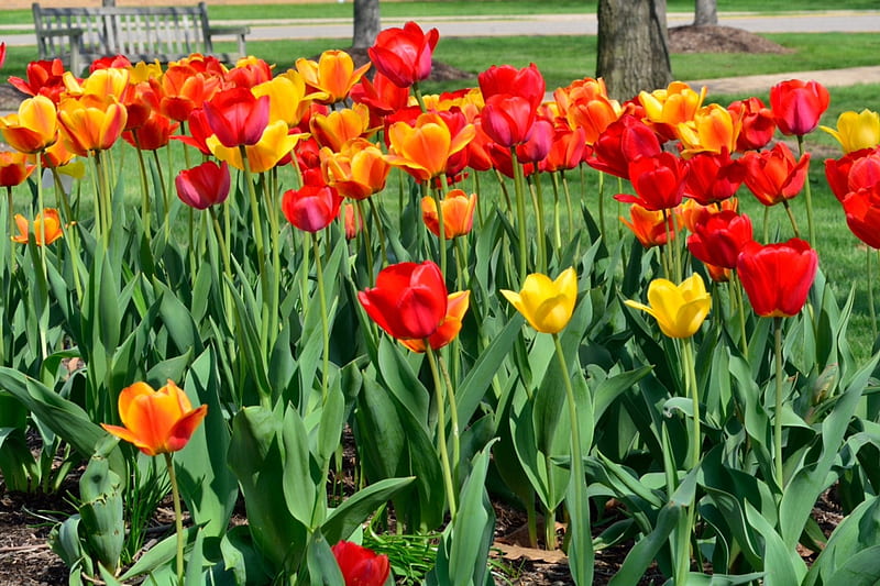 Bonitas flores, tulipanes amarillos, tulipanes rojos, flores rojas,  tulipanes, Fondo de pantalla HD | Peakpx