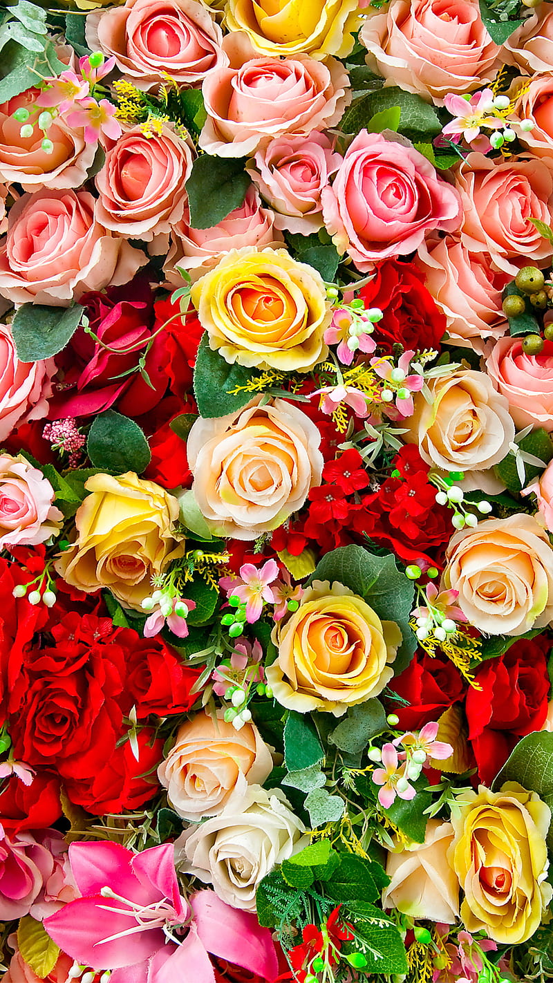 Roses, rose, food, nature, bouquet, HD phone wallpaper | Peakpx