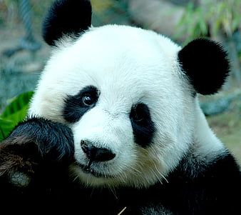 Panda, anime, HD wallpaper | Peakpx Panda, anime, HD wallpaper | Peakpx