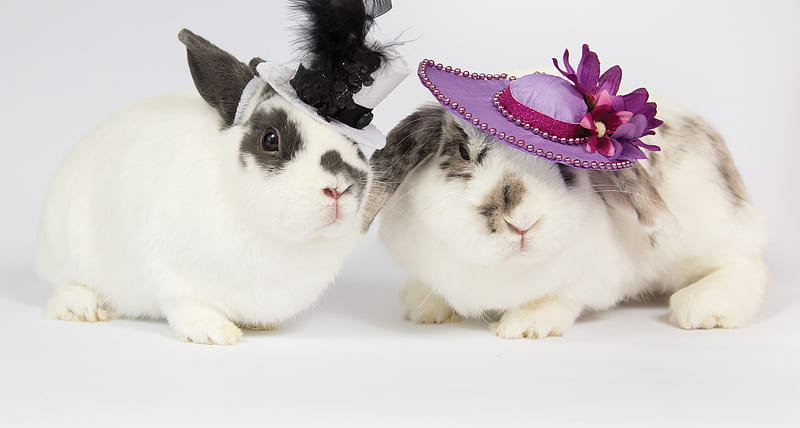 Fency bunnies, rabbit, fency, iepuras, black, easter, elegant, hat, cute, a nimal, feather, bunny, rodent, white, pink, couple, HD wallpaper