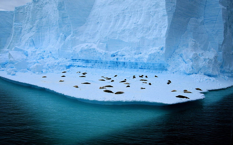 Antarctic penguins-Cute animals, HD wallpaper