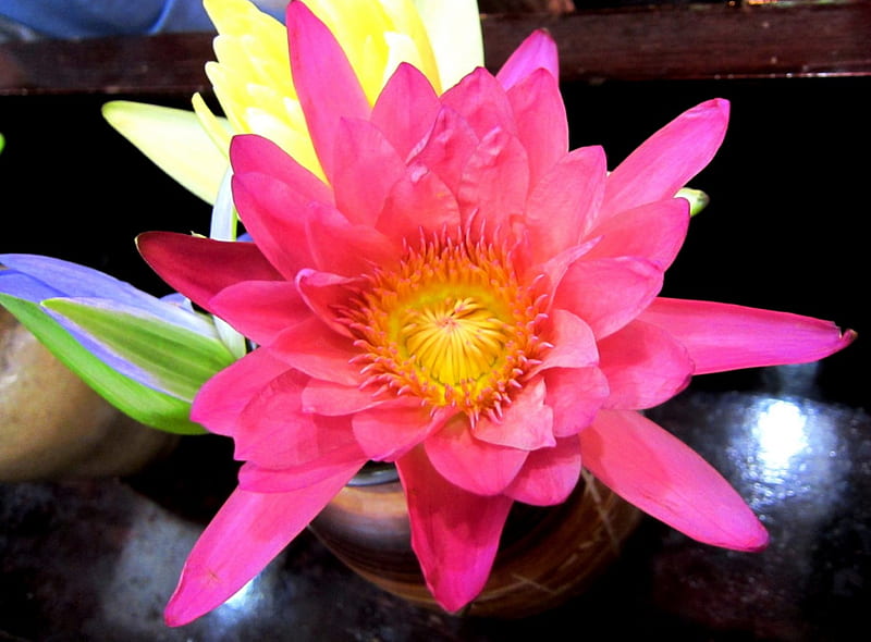 Lotus, brightly colored, pretty, vivid, HD wallpaper