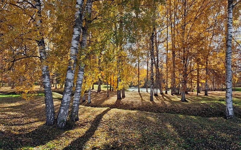 Autumn Birches in Latvia, birches, autumn, trees, aspens, Latvia, HD wallpaper