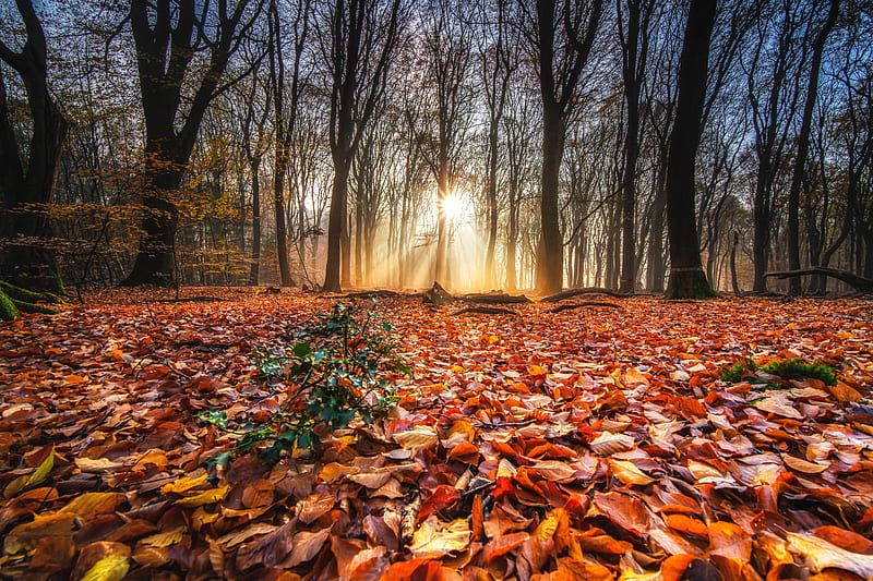 Fall foliage, fall, trees, autumn, sunlihjy, sun, park, foliage, rays, beautiful, leaves, HD wallpaper