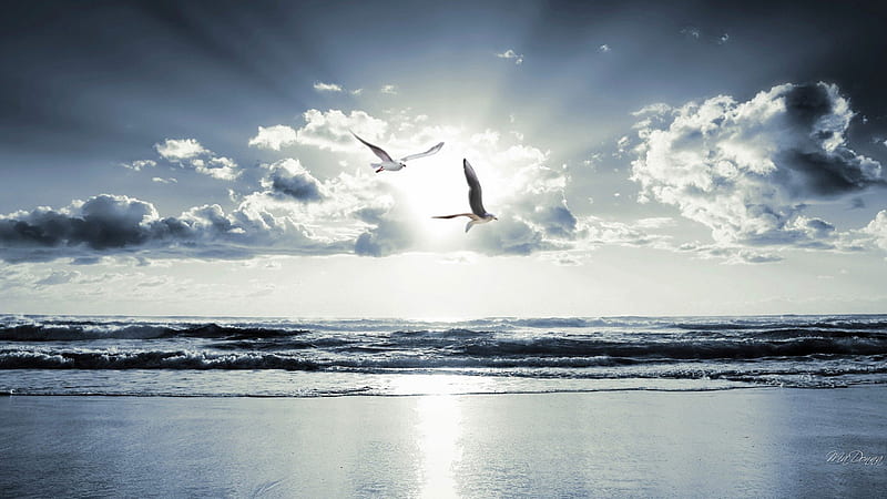 Flying in the Light, ocean, birds, sea gulls, waves, sky, clouds, sea, water, heavenly, blue, HD wallpaper